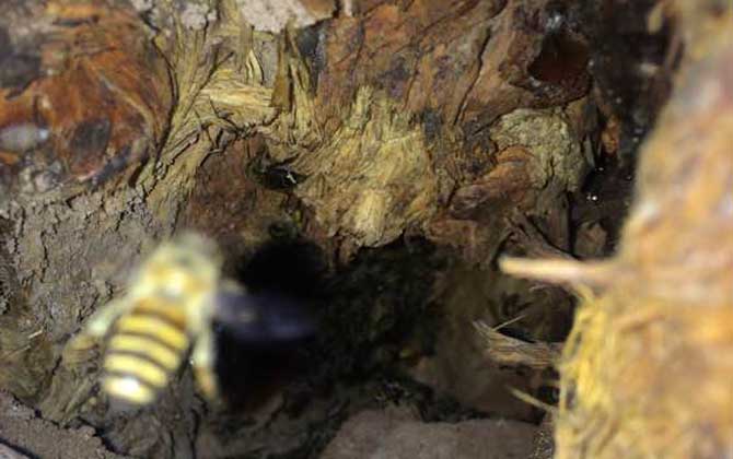 農(nóng)村誘蜂秘方及注意事項(xiàng)