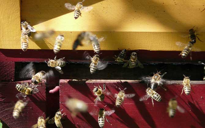 蜜蜂失王怎么判斷出來(lái)？