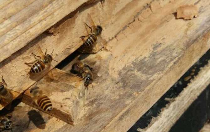 人工分蜂白天好還是晚上好？