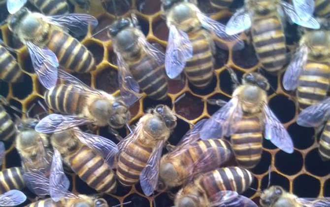 失王一個月還能介王嗎？