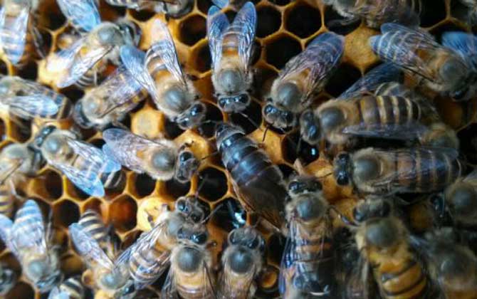 蜜蜂晚上介王容易成功嗎？