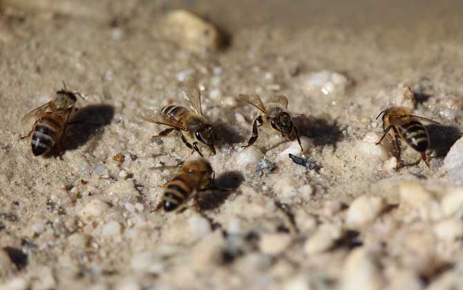 怎樣快速治療爬蜂?。?></a> </div>
        <div   id=