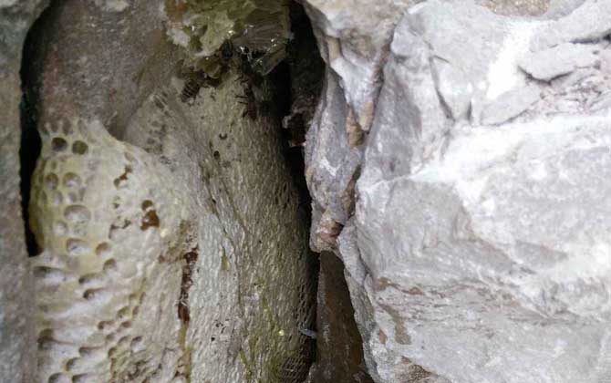 野生蜜蜂在哪里筑巢？