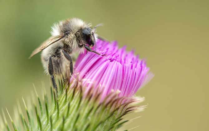 蜜蜂是怎樣采蜜的？