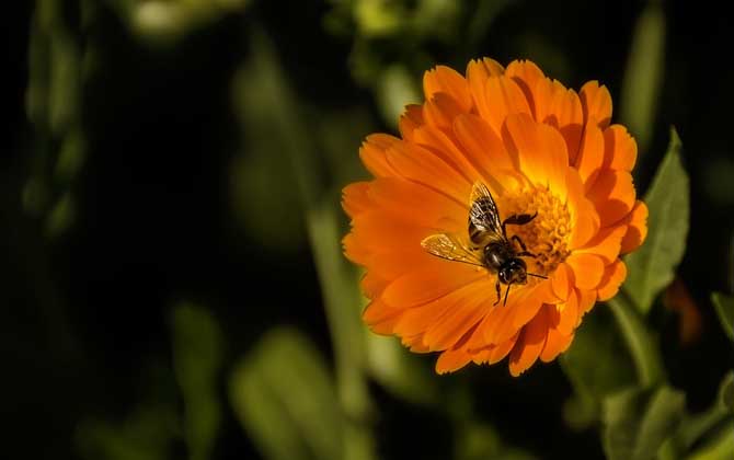 工蜂有哪些特點(diǎn)和作用？