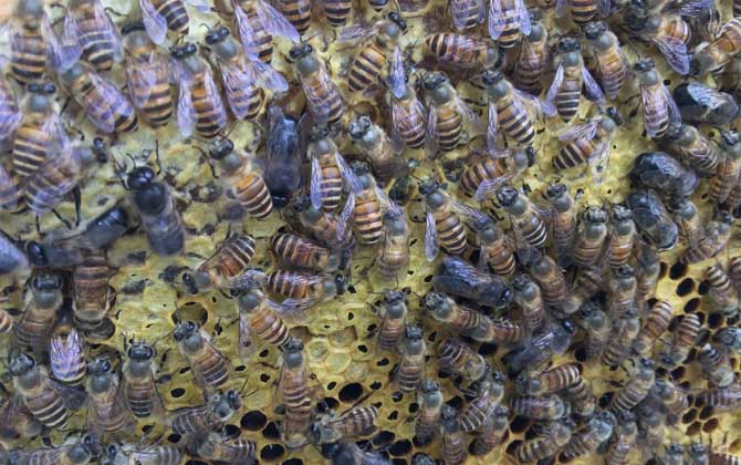 雄蜂有哪些特點(diǎn)和作用？