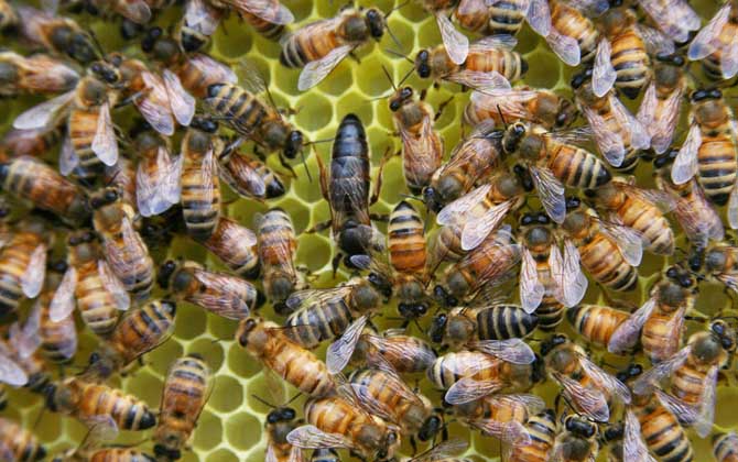 蜂王有哪些特點(diǎn)和作用？