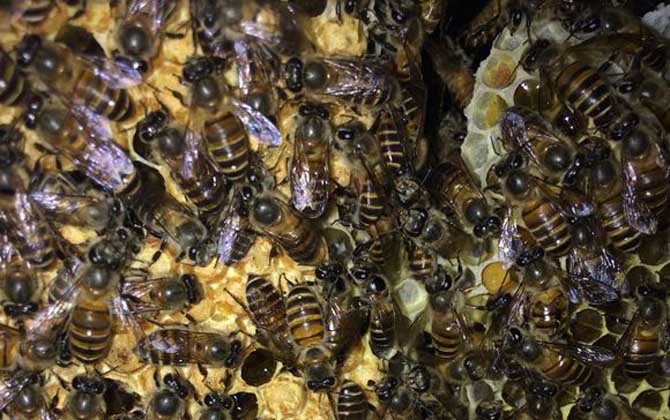 蜂王為什么不產(chǎn)卵？