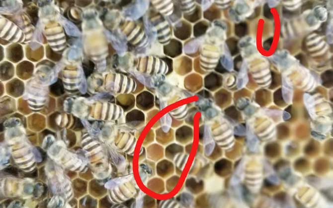 蜜蜂秋繁什么時候開始？