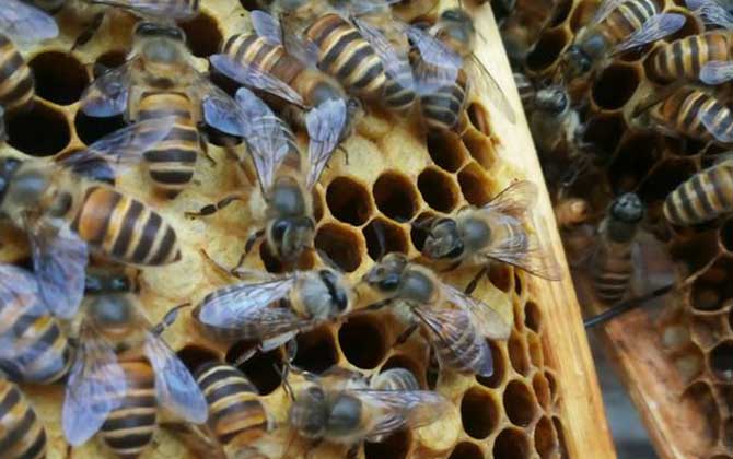 蜜蜂里有黑蜂怎么處理？