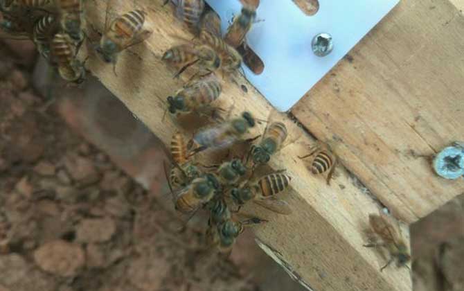 一箱蜜蜂一年產(chǎn)多少蜜？