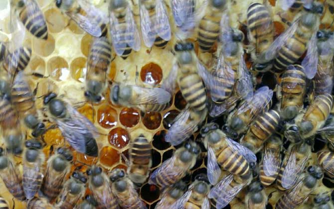 蜜蜂春繁技術(shù)及注意事項(xiàng)