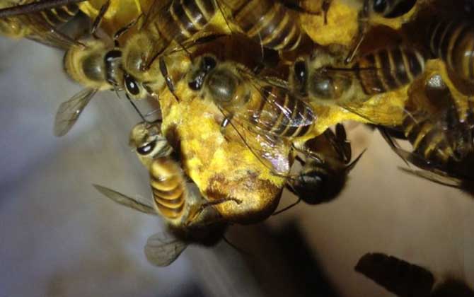 新手養(yǎng)蜂怎樣獲得蜂王？