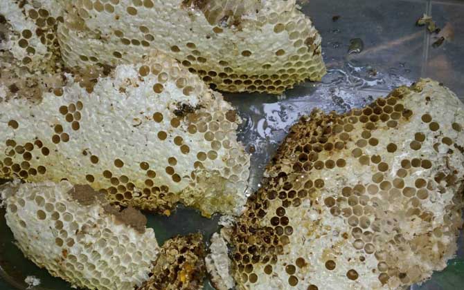 蜂巢價格多少錢一斤？