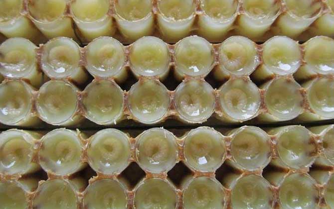 蜂王胎不適合什么人吃？