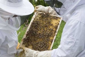 養(yǎng)蜂人收入怎么樣？