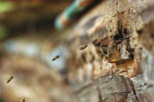 長白山中蜂哪里能買到？