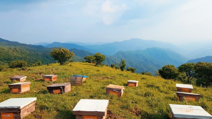 云南有哪些蜜源植物？