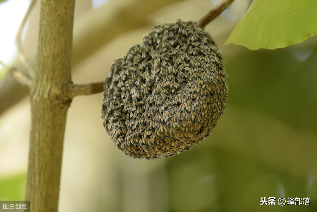 什么時候放誘蜂箱合適？3個關鍵時期，把握好，又是一個大豐收