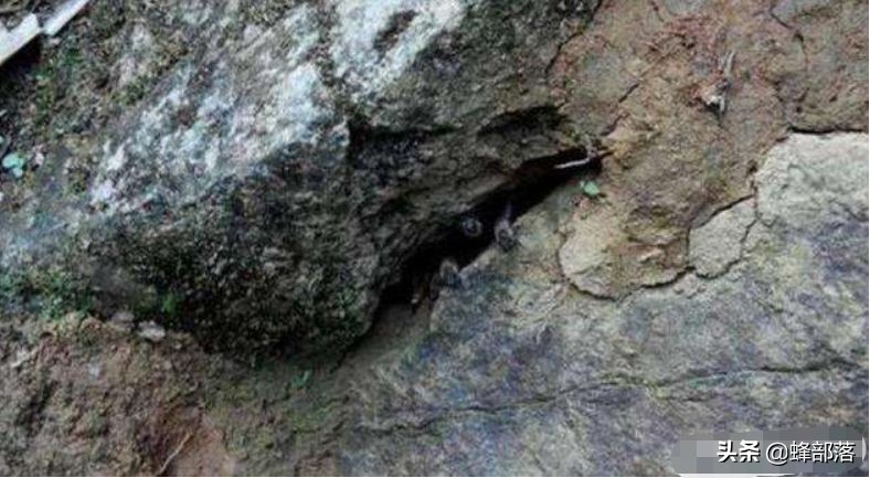 深洞中的土蜂蜜怎么取？農村人的土辦法，不挖不撬一網打盡
