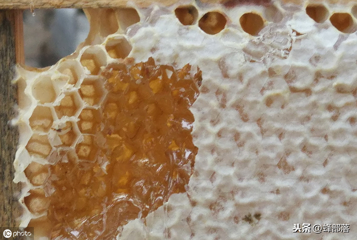 蜜蜂養殖，養殖場蜜蜂多，如何取蜜好？老蜂農：3個配合取蜜更好