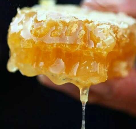 中蜂養(yǎng)殖：蜂窩內(nèi)里有蟑螂、螞蟻、壁虎是有利還是有害