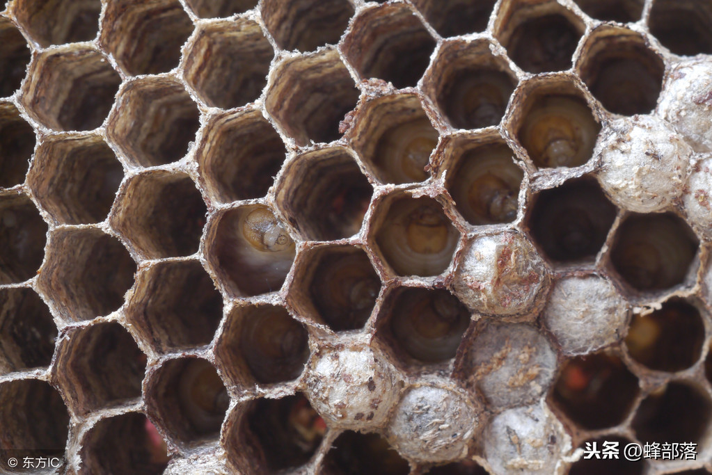 這種居家必備的食材，也是蜜蜂白堊病的克星，用它，綠色無污染