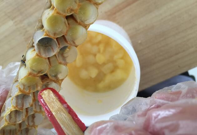 蜂王漿里的幼蟲(chóng)能吃嗎?蜂王漿里面有一粒一粒的是什么啊?