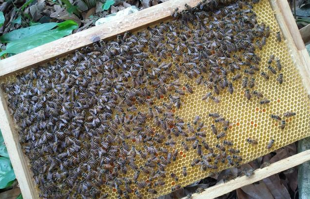 怎樣才能養好中華蜜蜂？