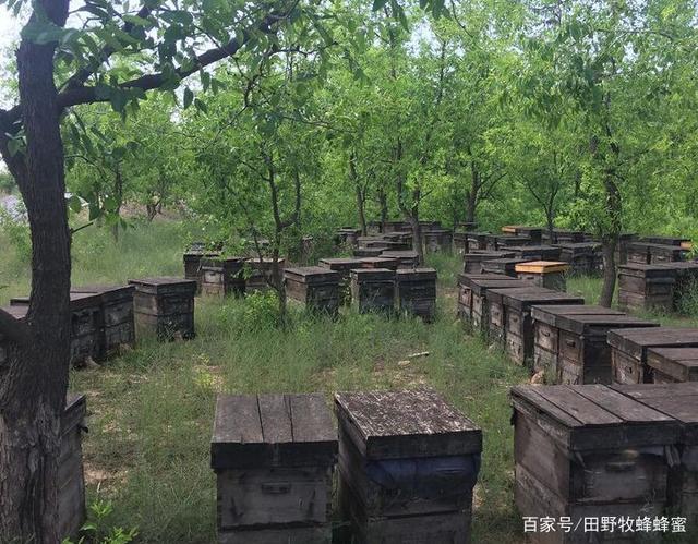 蜜蜂用什么采蜜的?蜜蜂是怎么把蜜產出來的？