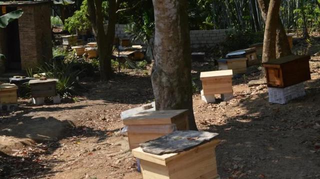 夏季養蜜蜂怎么養？夏季管理的這些要求，你做到了哪些