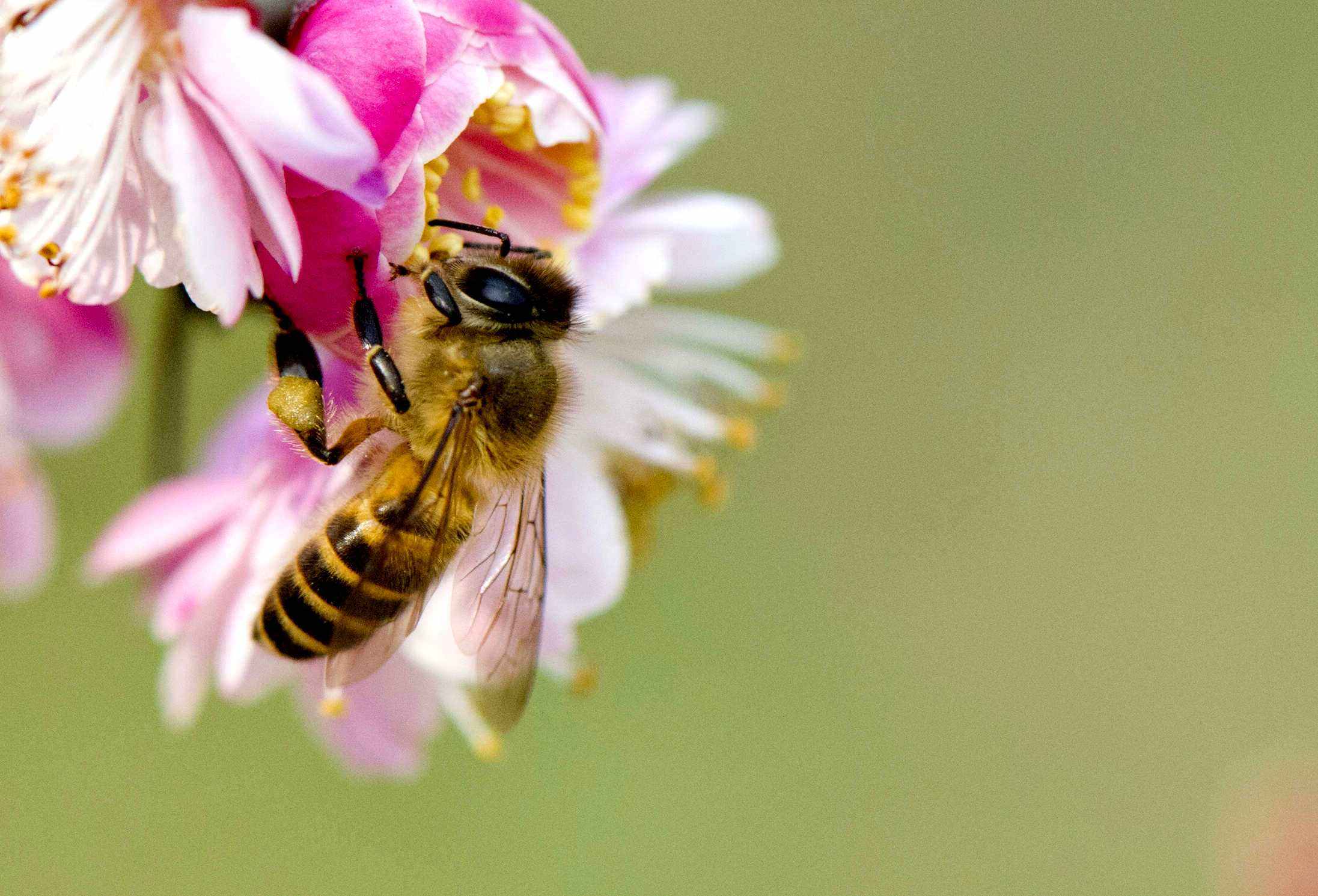 【蜜蜂知識】在自家陽臺如何養好蜜蜂？