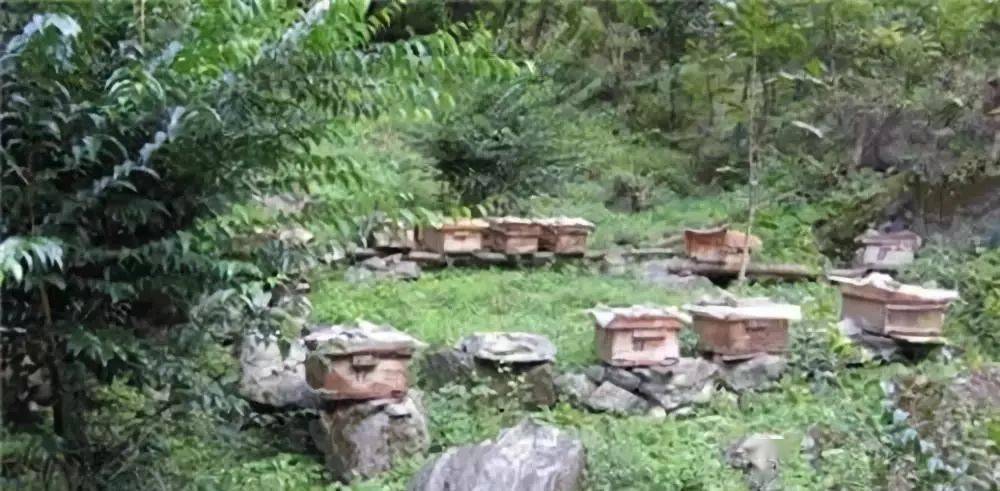 定點(diǎn)養(yǎng)蜂場(chǎng)綠化種什么樹(shù)好（這8種樹(shù)綠化效果好，又是難得的蜜源植物，花蜜營(yíng)養(yǎng)價(jià)值極高）