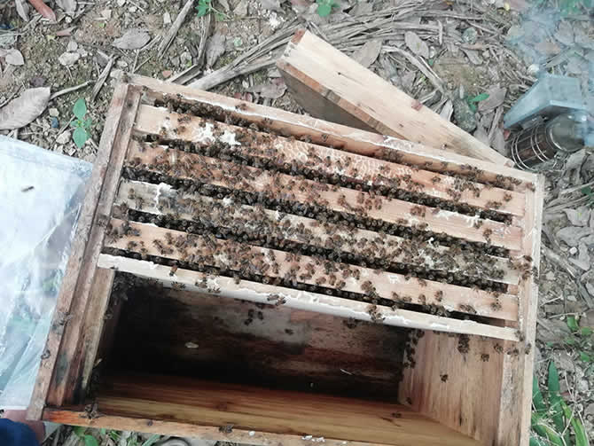 想養(yǎng)蜜蜂到哪里買(mǎi)蜂種（買(mǎi)蜜蜂養(yǎng)哪里才能買(mǎi)到）