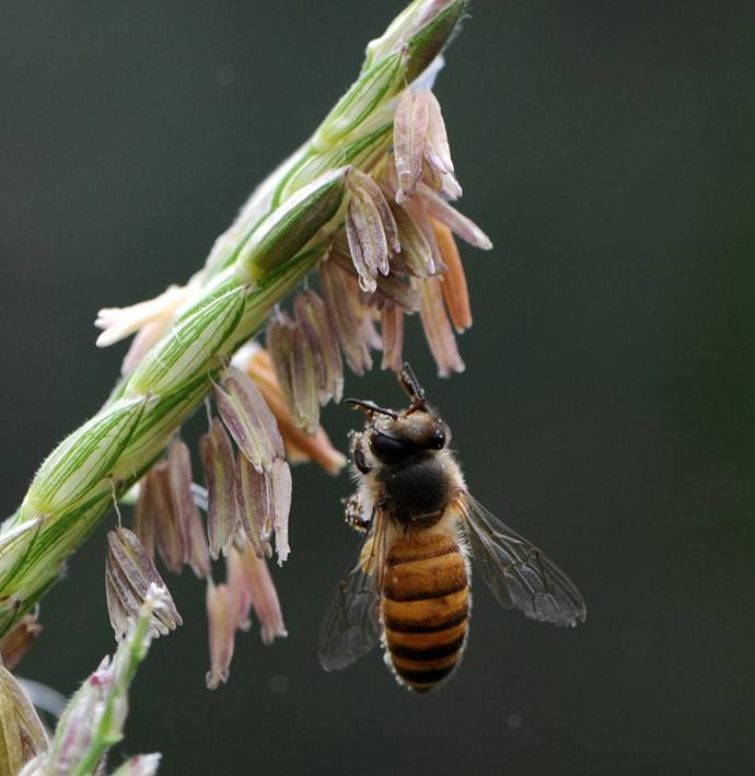【蜜蜂知識】中華蜜蜂打架怎么控制呢？