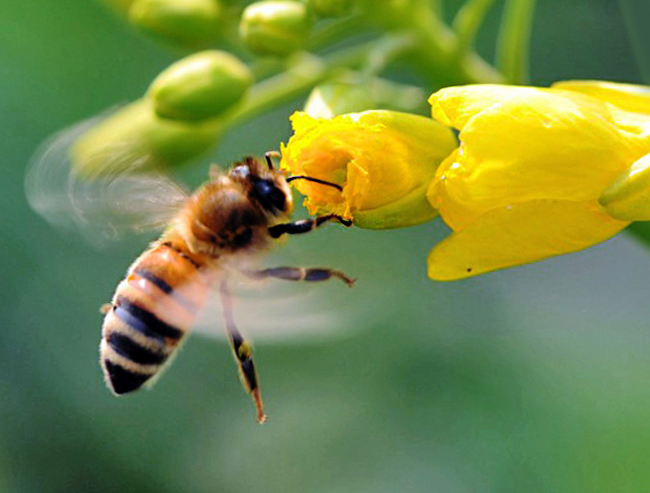 如何讓蜜蜂安全度過夏天？
