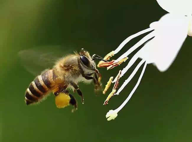 【蜜蜂知識(shí)】雄蜂出房多久分蜂？