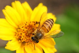 夢(mèng)見加工蜂蜜是什么意思（夢(mèng)見自己釀蜂蜜）