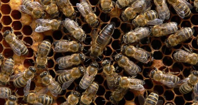 【蜜蜂知識】東北黑蜂有哪些優(yōu)點？