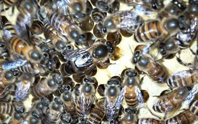 工蜂產卵怎么處理好？