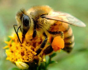 松丹一號(hào)蜂種王多少錢一只（松丹一號(hào)蜂種王價(jià)格）