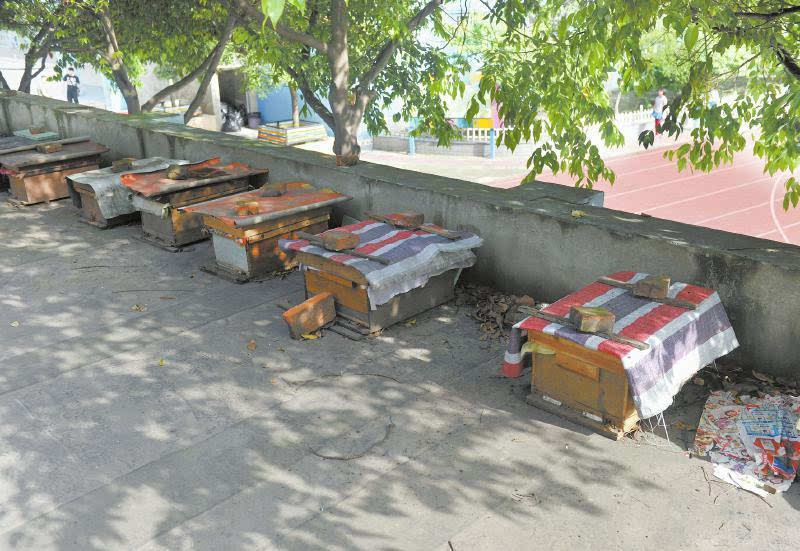 一個山區中蜂場最多養多少箱中蜂（想要養殖1000箱蜜蜂，需要注意哪些問題）