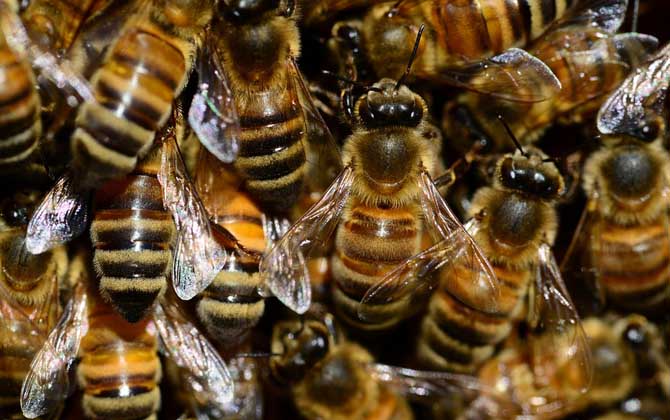 意大利蜜蜂分蜂怎么分（意蜂分蜂技術）