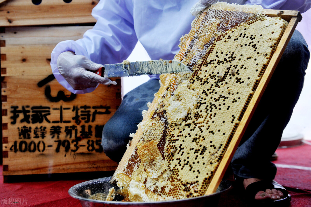 什么時(shí)候取蜜對蜂群的傷害最小（取走蜂蜜對蜜蜂有影響嗎）