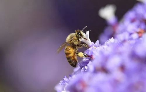 養(yǎng)蜂技術(shù)知識大全（實(shí)用養(yǎng)蜂技術(shù)資料）