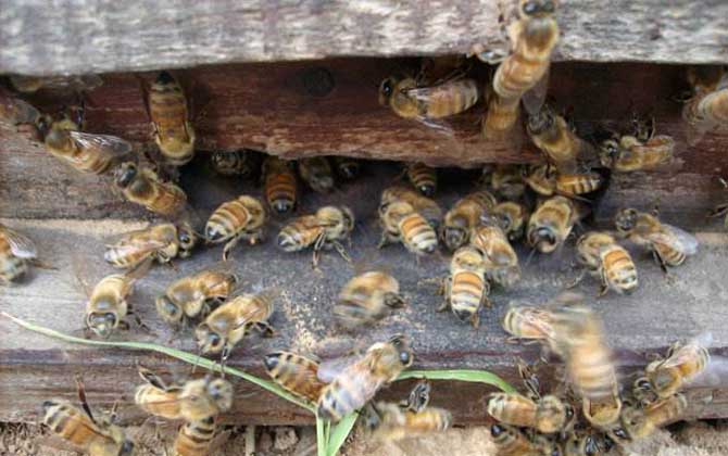 云貴高原中蜂有毒嗎（云貴高原中蜂形態特征）