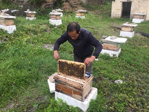 家養(yǎng)的蜜蜂為什么會全部飛走（家養(yǎng)的蜜蜂飛走了有啥原因）