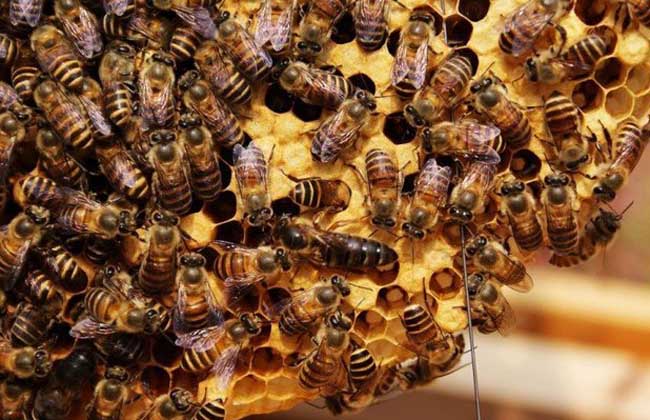 【蜜蜂知識(shí)】蜂群沒(méi)了蜂王會(huì)怎么樣?