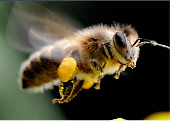 【蜜蜂知識】蜜蜂的生物學特性有哪些？