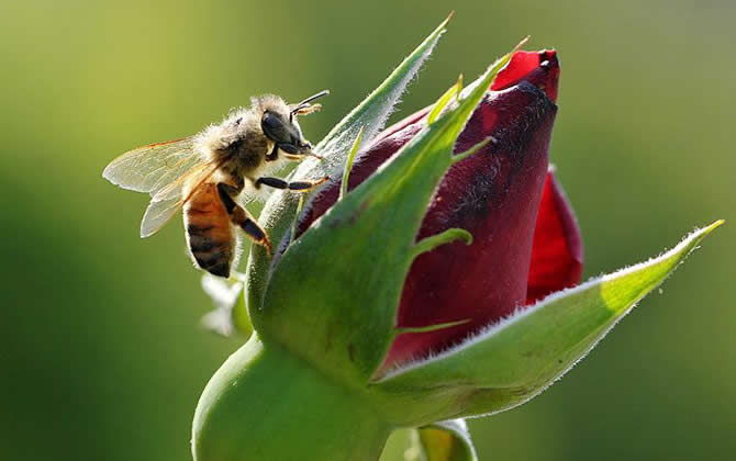 蜂王死了蜂群怎么辦？